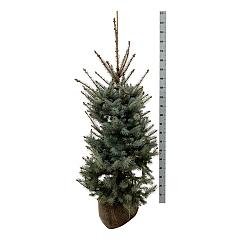Picea pungens 'Edith'