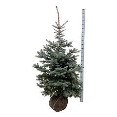 Picea pungens 'Edith'