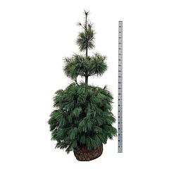 Pinus strobus