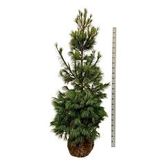 Pinus strobus