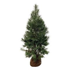 Pinus sylvestris