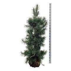 Pinus sylvestris 'Glauca'