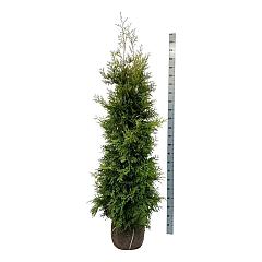 Thuja occ. 'Golden Brabant'