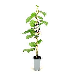 Actinidia deliciosa Solissimo®