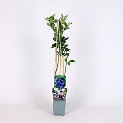 Vaccinium cor. 'Goldtraube 23'