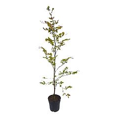Fagus sylvatica