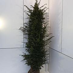 Taxus baccata