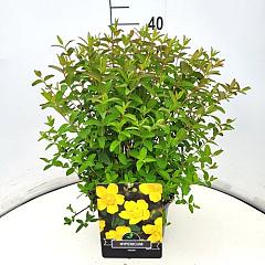 Hypericum 'Hidcote'