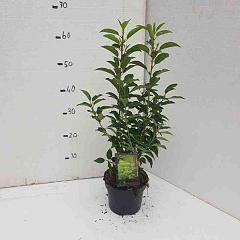 Prunus l. 'Angustifolia'