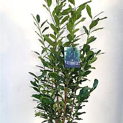 Prunus l. 'Elly'