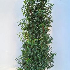 Prunus lusitanica 'Angustifolia'