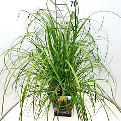 Cortaderia selloana