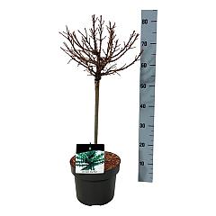 Larix kaempf. 'Grey Pearl'