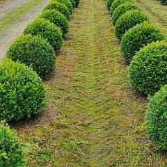 Taxus baccata