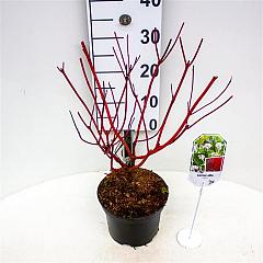 Cornus alba 'Sibirica Variegata'