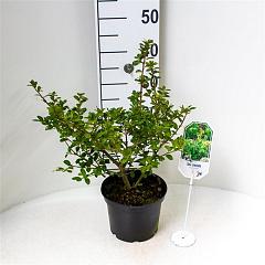 Ilex crenata 'Green Lustre'
