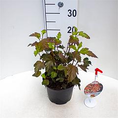 Physocarpus opulif. 'Diable d'Or'