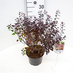 Physocarpus opulif. 'Little Joker'