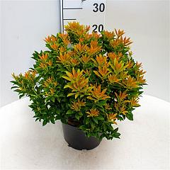 Pieris jap. 'Cupido'