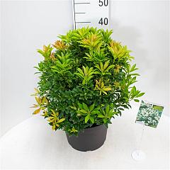 Pieris jap. 'Cupido'