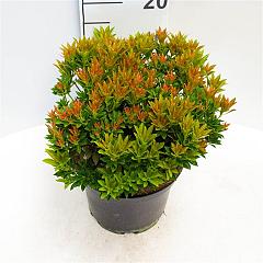 Pieris jap. 'Debutante'
