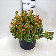 Pieris jap. 'Little Heath'