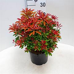 Pieris jap. 'Mountain Fire'