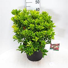 Pieris jap. 'Mountain Fire'
