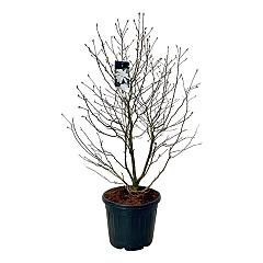 Magnolia stellata