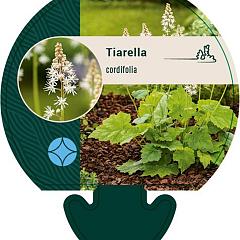 Tiarella cordifolia