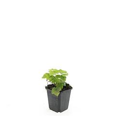 Tiarella cordifolia