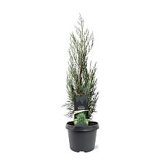 Juniperus scop. 'Moonglow'