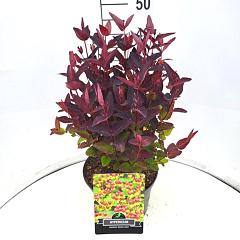 Hypericum 'Miracle Night'®