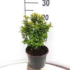 Ilex crenata 'Caroline Upright'
