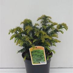Taxus media 'Nidiformis'