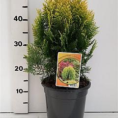 Thuja or. 'Aurea Nana'