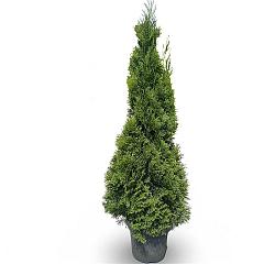 Thuja occ. 'Smaragd'