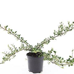 Cotoneaster radicans 'Eichholz'