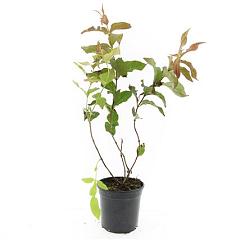 Diervilla sessilif. 'Dise'