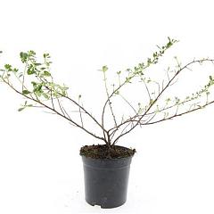 Escallonia 'Donard Seedling'