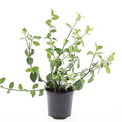 Euonymus fort. 'Coloratus'