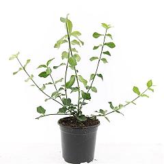 Euonymus fort. 'Dart's Blanket'