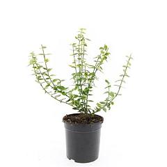 Euonymus fort. 'Emerald 'n' Gold'