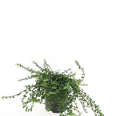 Euonymus fort. 'Minimus'