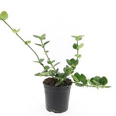 Euonymus fort. 'Vegetus'