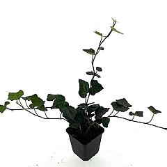 Hedera hibernica