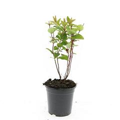 Hypericum androsaemum