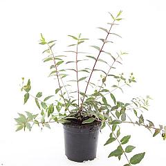 Hypericum moserianum 'Tricolor'