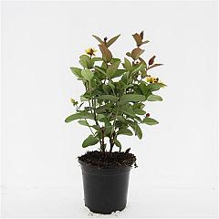 Hypericum 'Magical Red'