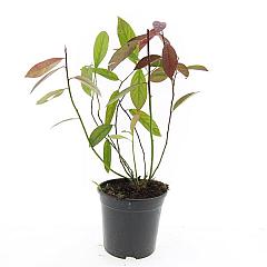 Itea virginica 'Henry's Garnet'